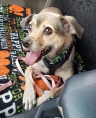 Puggle Dogs for adoption in Phoenix, AZ, USA