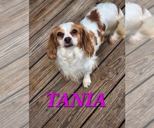Cavalier King Charles Spaniel Dogs for adoption in Seaford, DE, USA