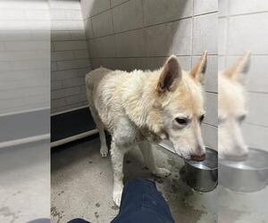 German Shepherd Dog Dogs for adoption in Stockton, CA, USA