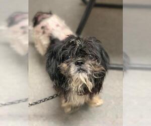 Shih Tzu Dogs for adoption in Richmond, IN, USA
