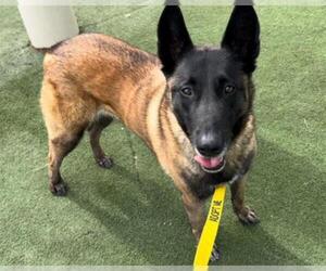 Mutt Dogs for adoption in Martinez, CA, USA