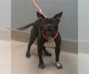American Pit Bull Terrier-Unknown Mix Dogs for adoption in Las Vegas, NV, USA