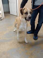 Mastiff-Unknown Mix Dogs for adoption in Trenton, MO, USA