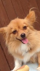 Chiranian Dogs for adoption in Dallas, TX, USA