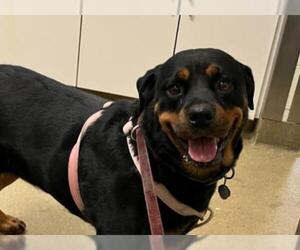 Rottweiler Dogs for adoption in Santa Maria, CA, USA