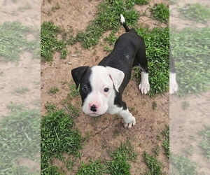 American Pit Bull Terrier-Unknown Mix Dogs for adoption in New London, WI, USA