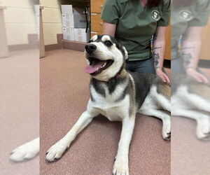 Siberian Husky Dogs for adoption in Ogden, UT, USA
