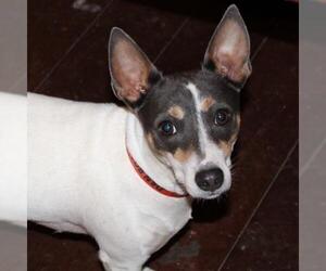 Rat Terrier Dogs for adoption in byhalia, MS, USA