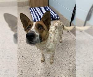 Mutt Dogs for adoption in Brighton, CO, USA