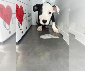 American Pit Bull Terrier Dogs for adoption in Stockton, CA, USA