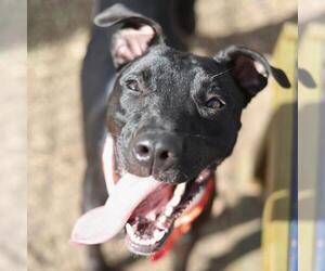 American Staffordshire Terrier-Unknown Mix Dogs for adoption in San Antonio, TX, USA
