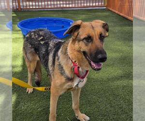 German Shepherd Dog-Unknown Mix Dogs for adoption in Las Vegas, NV, USA