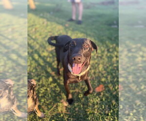Mutt Dogs for adoption in Virginia Beach, VA, USA