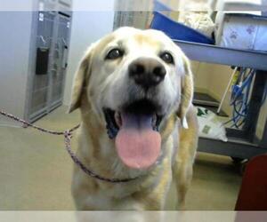 Labrador Retriever Dogs for adoption in Sacramento, CA, USA