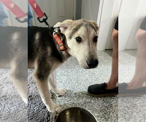 Labrador Retriever-Unknown Mix Dogs for adoption in Mt. Laurel, NJ, USA