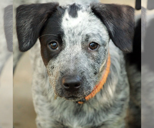 English Springer Spaniel Dogs for adoption in Waco, TX, USA