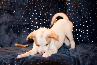Medium Photo #1 Labrador Retriever-Unknown Mix Puppy For Sale in Livonia, MI, USA
