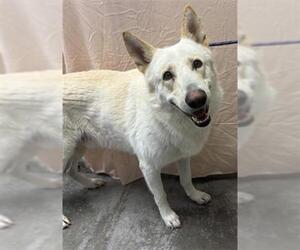 Gerberian Shepsky Dogs for adoption in Rosenberg, TX, USA