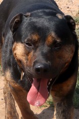 Rottweiler Dogs for adoption in Siren, WI, USA