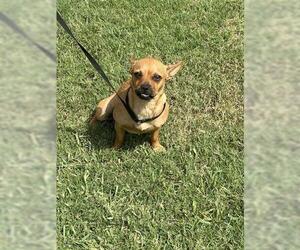 Chihuahua-Unknown Mix Dogs for adoption in Houston, TX, USA