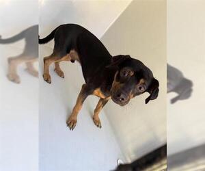 Chihuahua Dogs for adoption in Houston, TX, USA