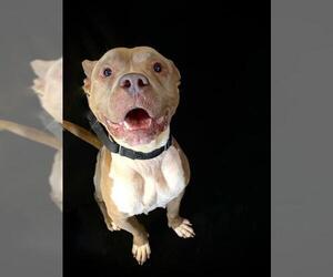 American Pit Bull Terrier-Unknown Mix Dogs for adoption in North Myrtle Beach, SC, USA