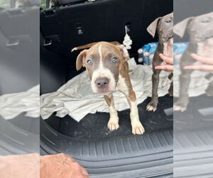 American Pit Bull Terrier-Unknown Mix Dogs for adoption in Ocala, FL, USA