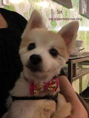 Medium Photo #1 Pomeranian Puppy For Sale in Irvine, CA, USA