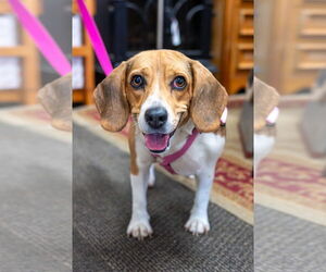 Beagle Dogs for adoption in Mundelein, IL, USA