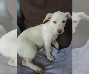 Golden Retriever-Unknown Mix Dogs for adoption in Alexandria, VA, USA