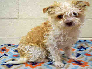 Poodle (Miniature) Dogs for adoption in Ogden, UT, USA