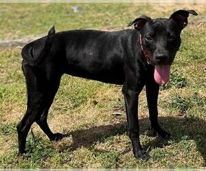 American Pit Bull Terrier Dogs for adoption in Augusta, GA, USA
