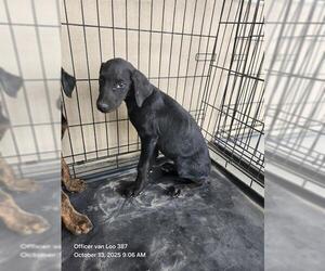 Labrador Retriever-Unknown Mix Dogs for adoption in San Antonio, TX, USA