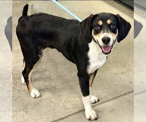 Beagle-Unknown Mix Dogs for adoption in Batavia, OH, USA