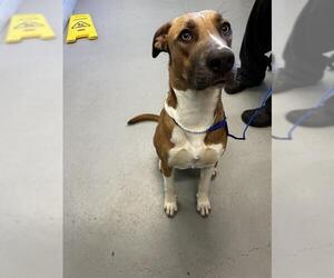 American Pit Bull Terrier-Unknown Mix Dogs for adoption in Waco, TX, USA