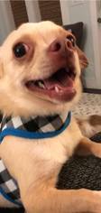 Chihuahua Dogs for adoption in Gulfport, MI, USA