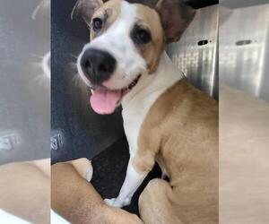 Mutt Dogs for adoption in San Antonio, TX, USA