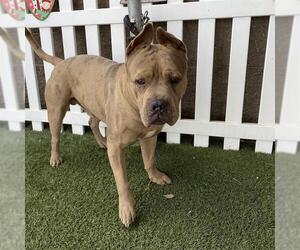 American Pit Bull Terrier-Unknown Mix Dogs for adoption in Modesto, CA, USA
