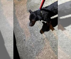 Labrador Retriever-Unknown Mix Dogs for adoption in Houston, TX, USA