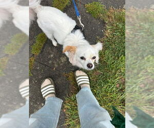 Chion Dogs for adoption in Bellevue, WA, USA