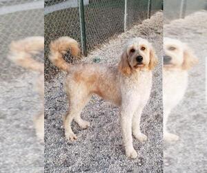 Golden Retriever Dogs for adoption in Clarksville, MO, USA