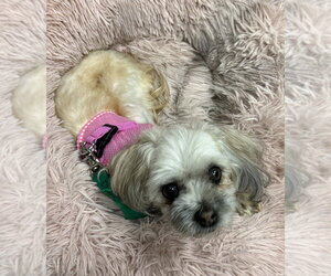 Maltese-Unknown Mix Dogs for adoption in Mundelein, IL, USA