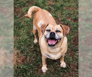 Pug Dogs for adoption in Waterford, VA, USA