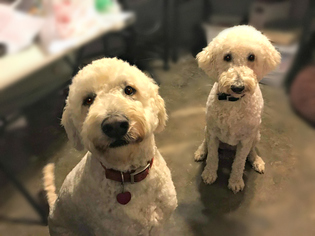 Goldendoodle Dogs for adoption in Little Rock, AR, USA