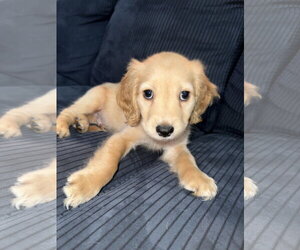 Cocker Spaniel Dogs for adoption in Fort Worth, TX, USA