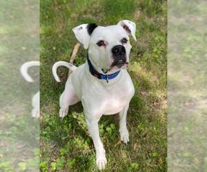 American Bulldog Dogs for adoption in Belleuve, NE, USA