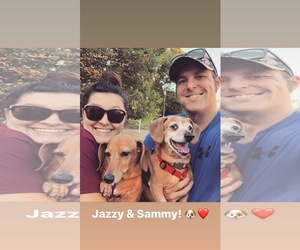 Dachshund Dogs for adoption in Staunton, VA, USA