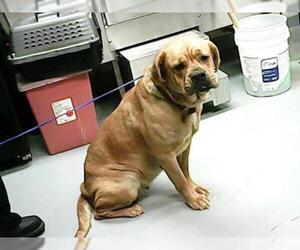 Mastiff Dogs for adoption in Fayetteville, NC, USA