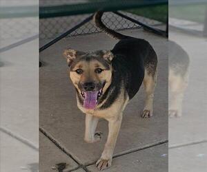 German Shepherd Dog-Unknown Mix Dogs for adoption in Grovetown, GA, USA