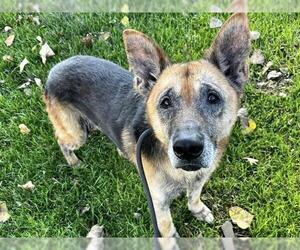 German Shepherd Dog Dogs for adoption in Martinez, CA, USA